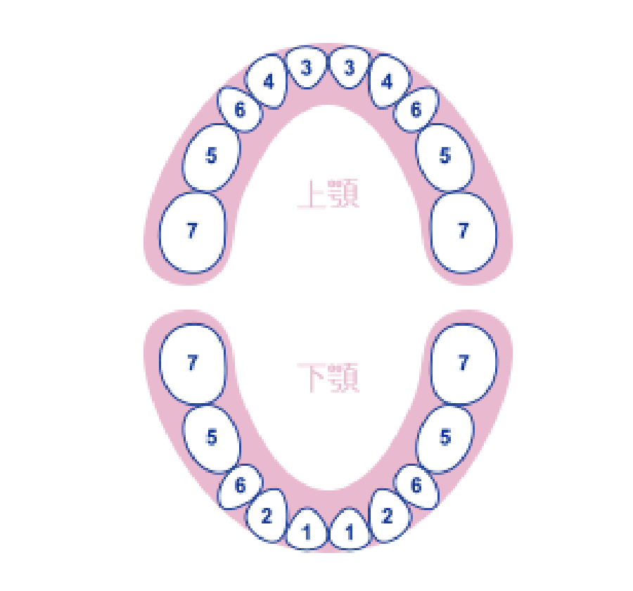 上顎 下顎
