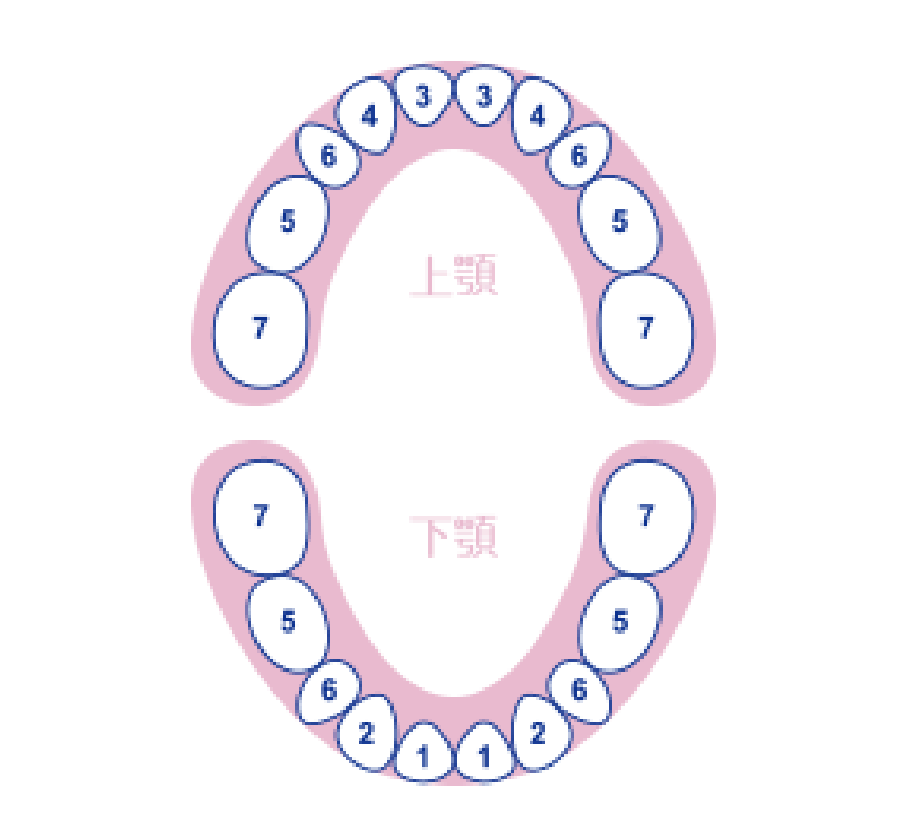 上顎下顎2