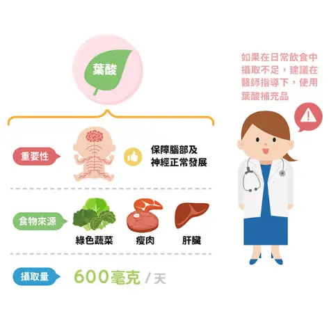 從受精前到懷孕12週，充足的葉酸是關鍵，可以保障胚胎神經管的發育，確保未來形成健康的腦與脊椎神經系統